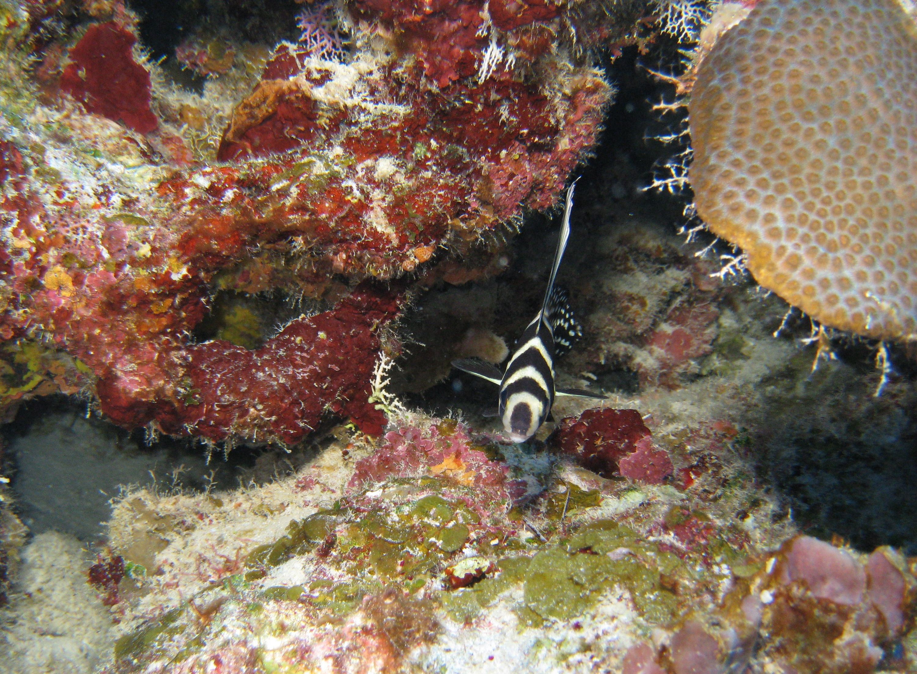 Head on view of a Spotted Drum