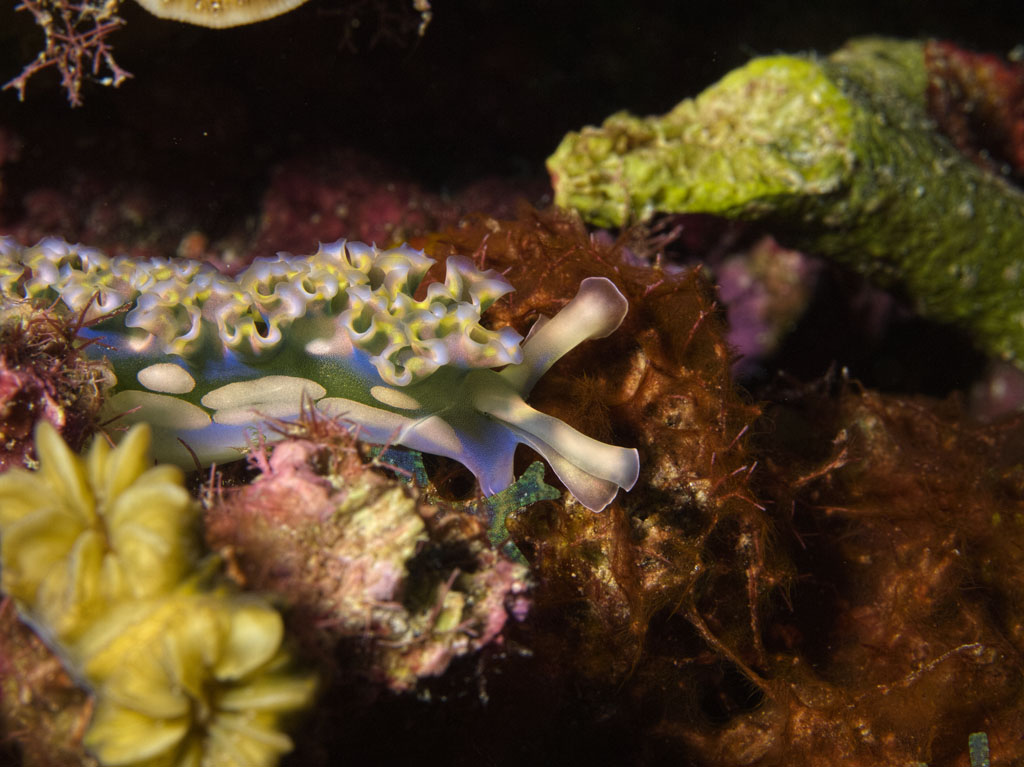 Head section of the same Lettuce Sea Slug