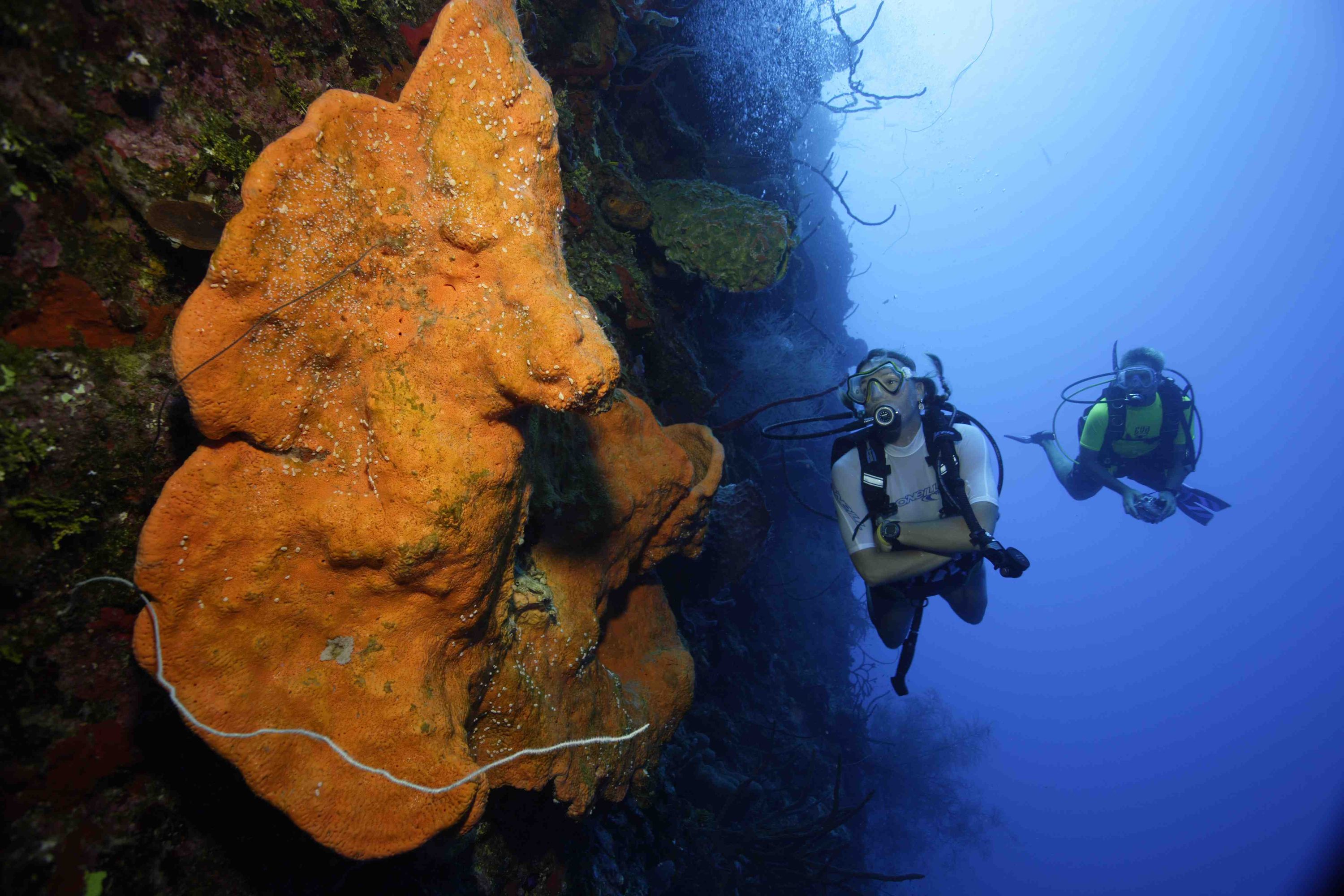 Header_Wall_Diving