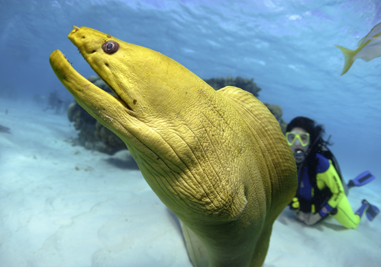 Header_Wow_Eel