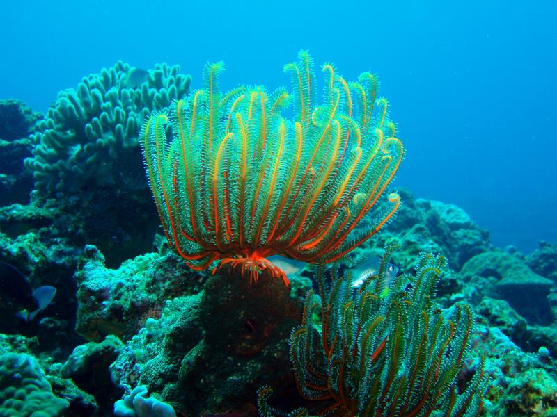 Healthy coral outcrop