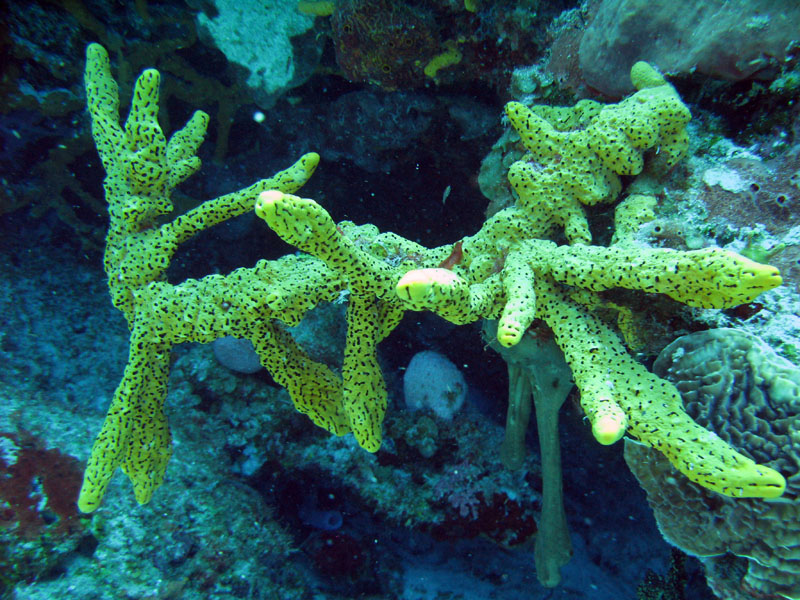 Healthy Cozumel Coral Reefs