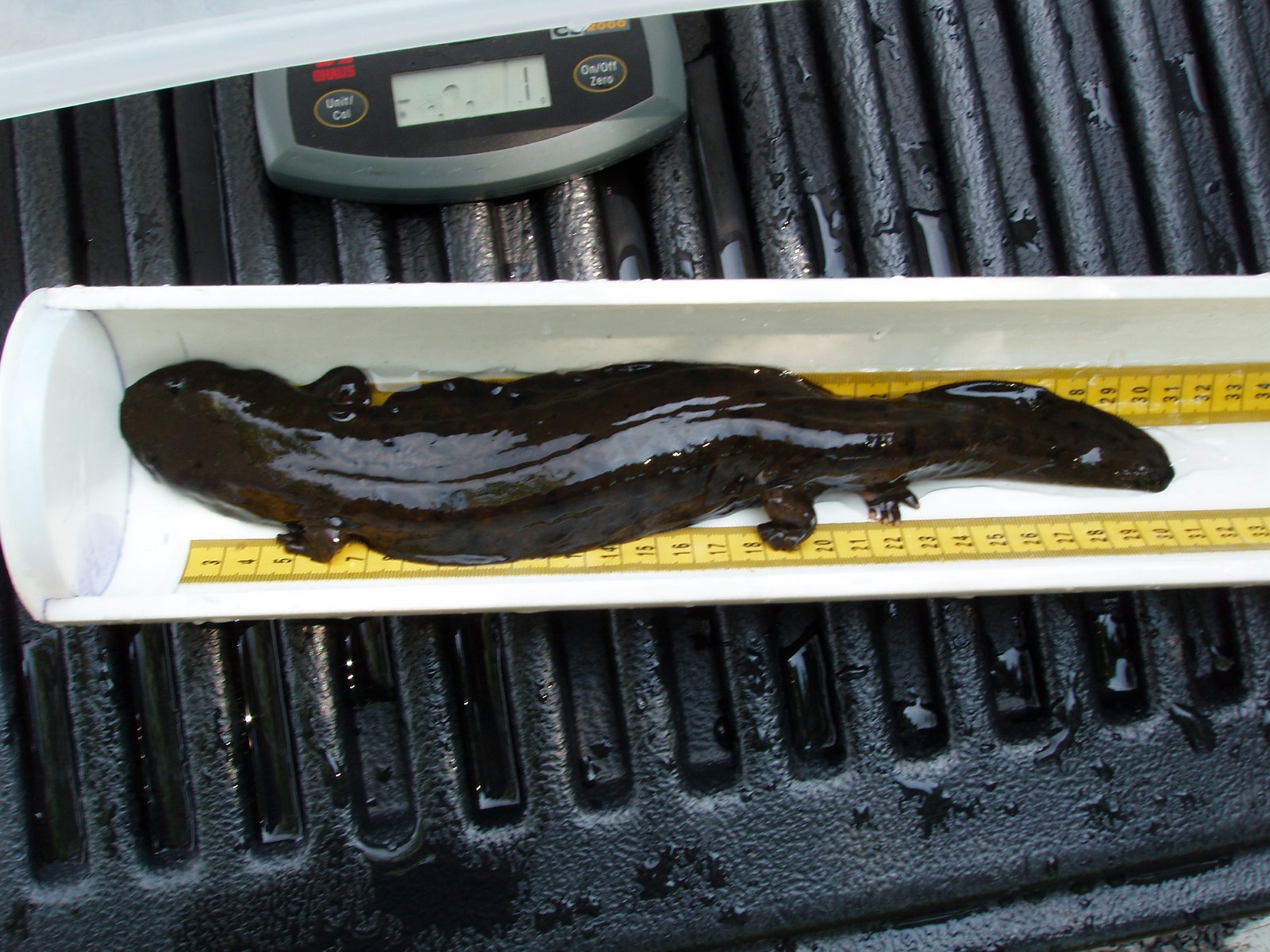 Hellbender Salamander study