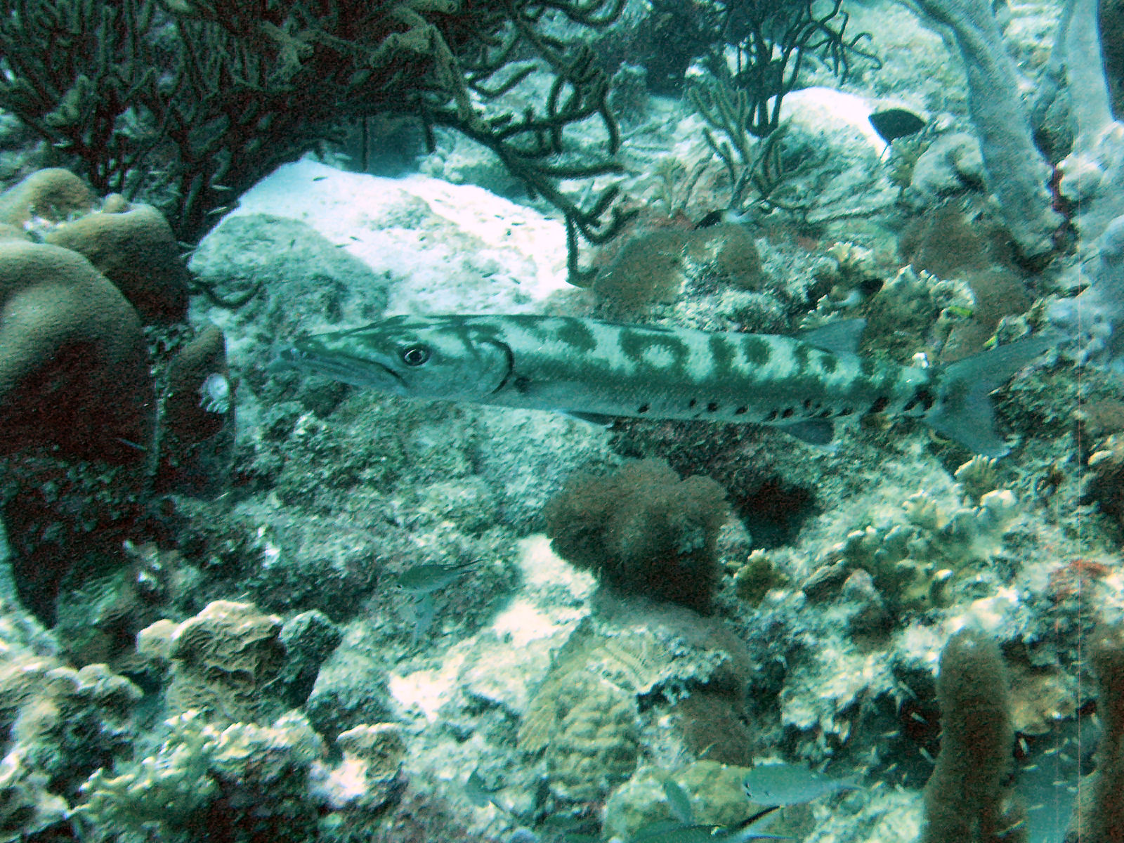 Hello Mr. Barracuda...can I get a kiss??