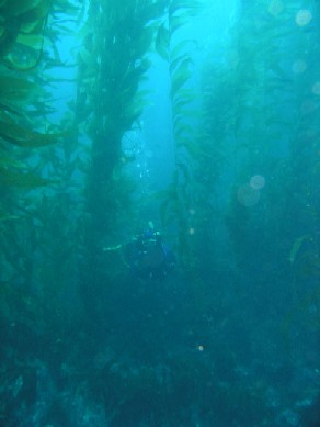 Hen Rock kelp forest