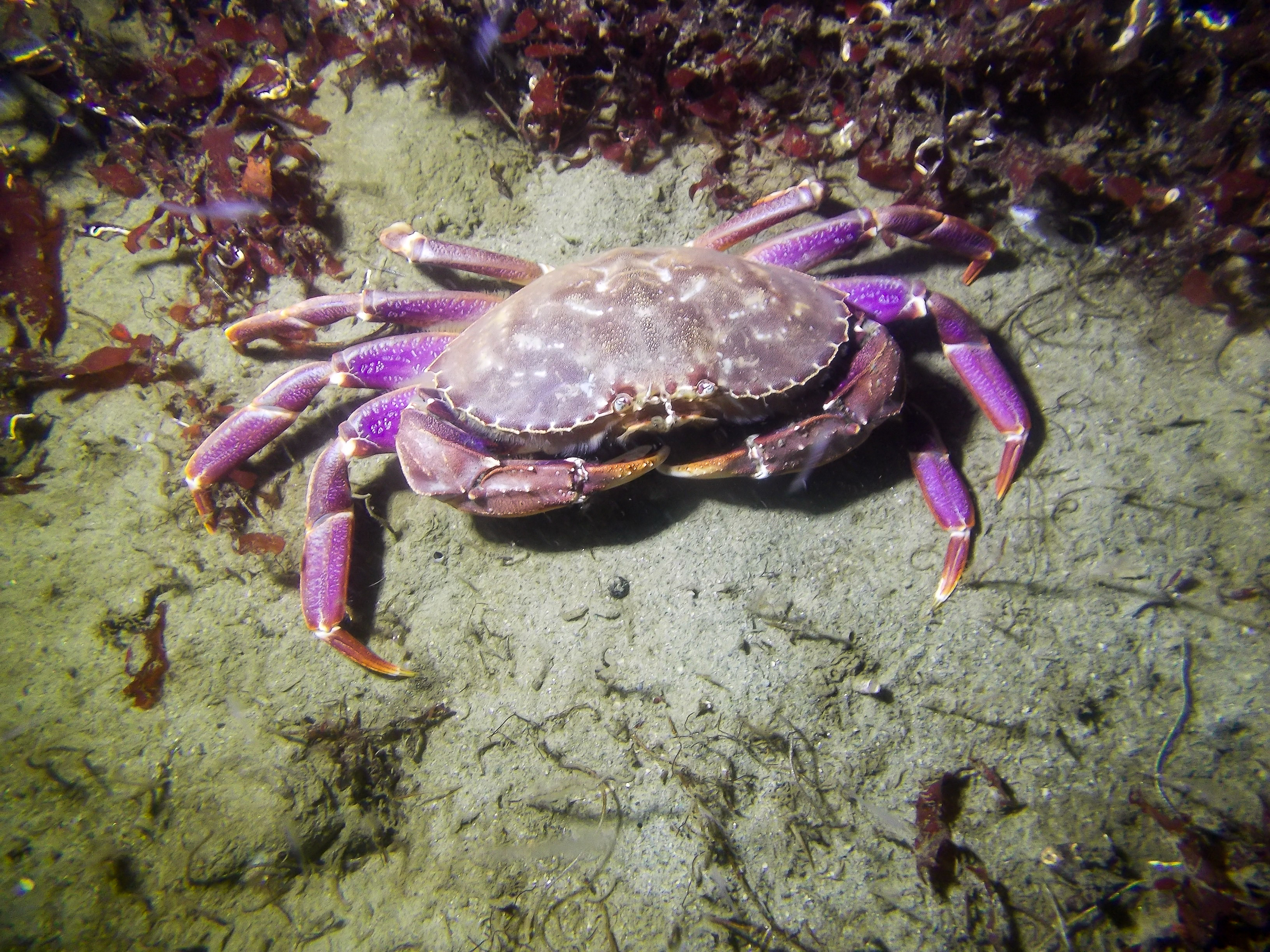 Henderson Point Night Dive - 60 feet