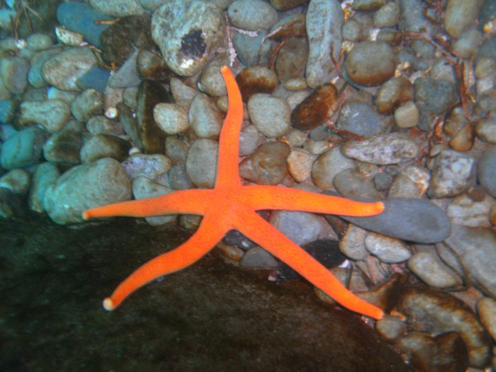 Henricia Starfish