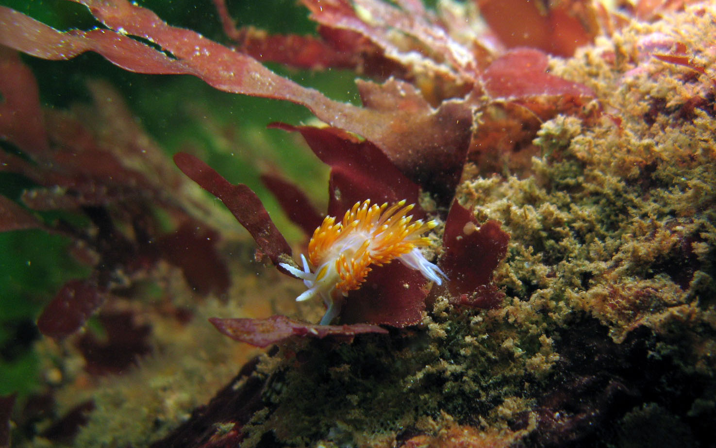 Hermissenda_crassicornis_2_crop