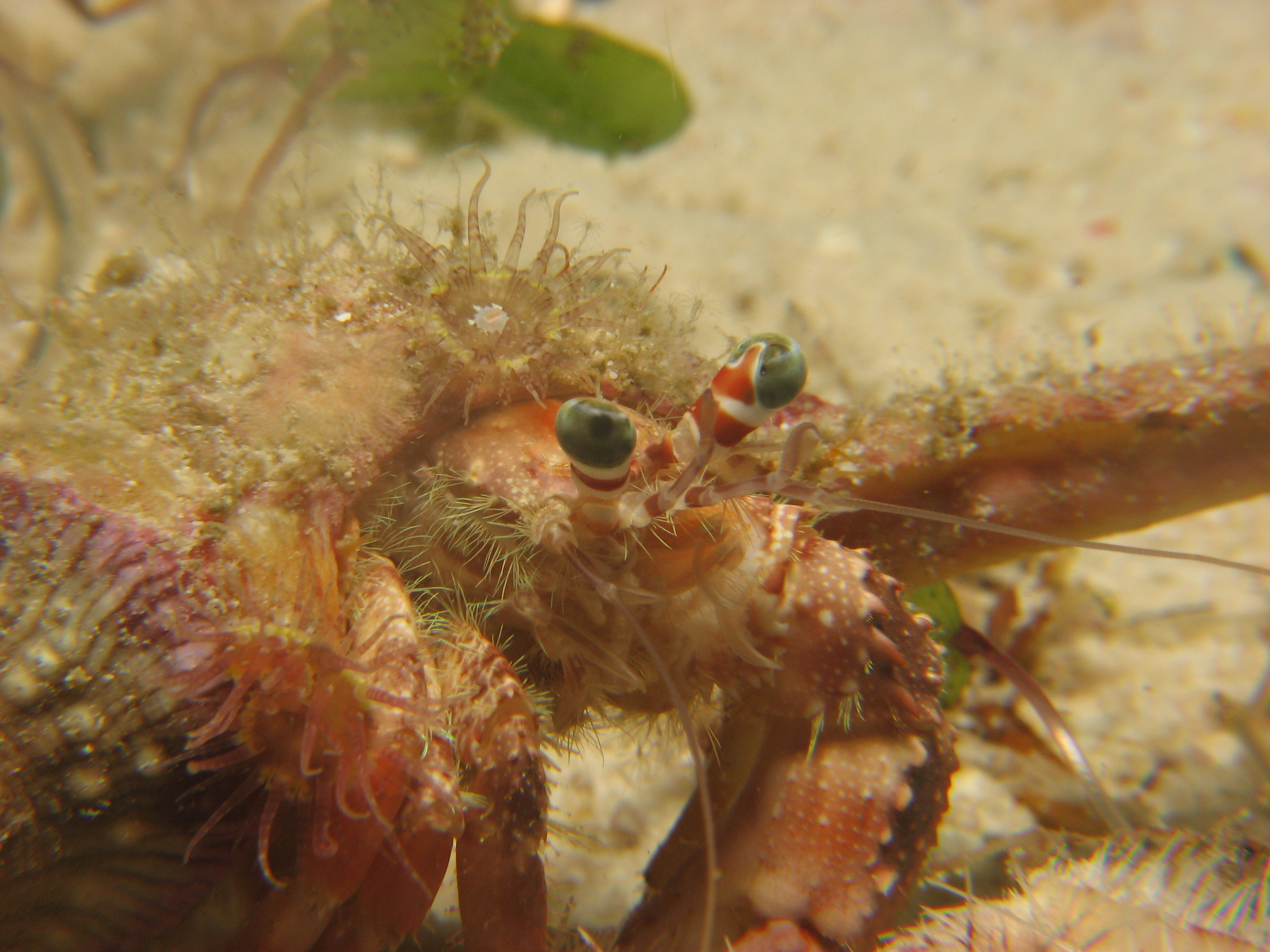Hermit Crab (Dardanus pedunculatus)