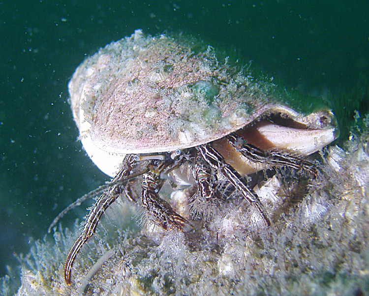 Hermit crab - Destin Jetties