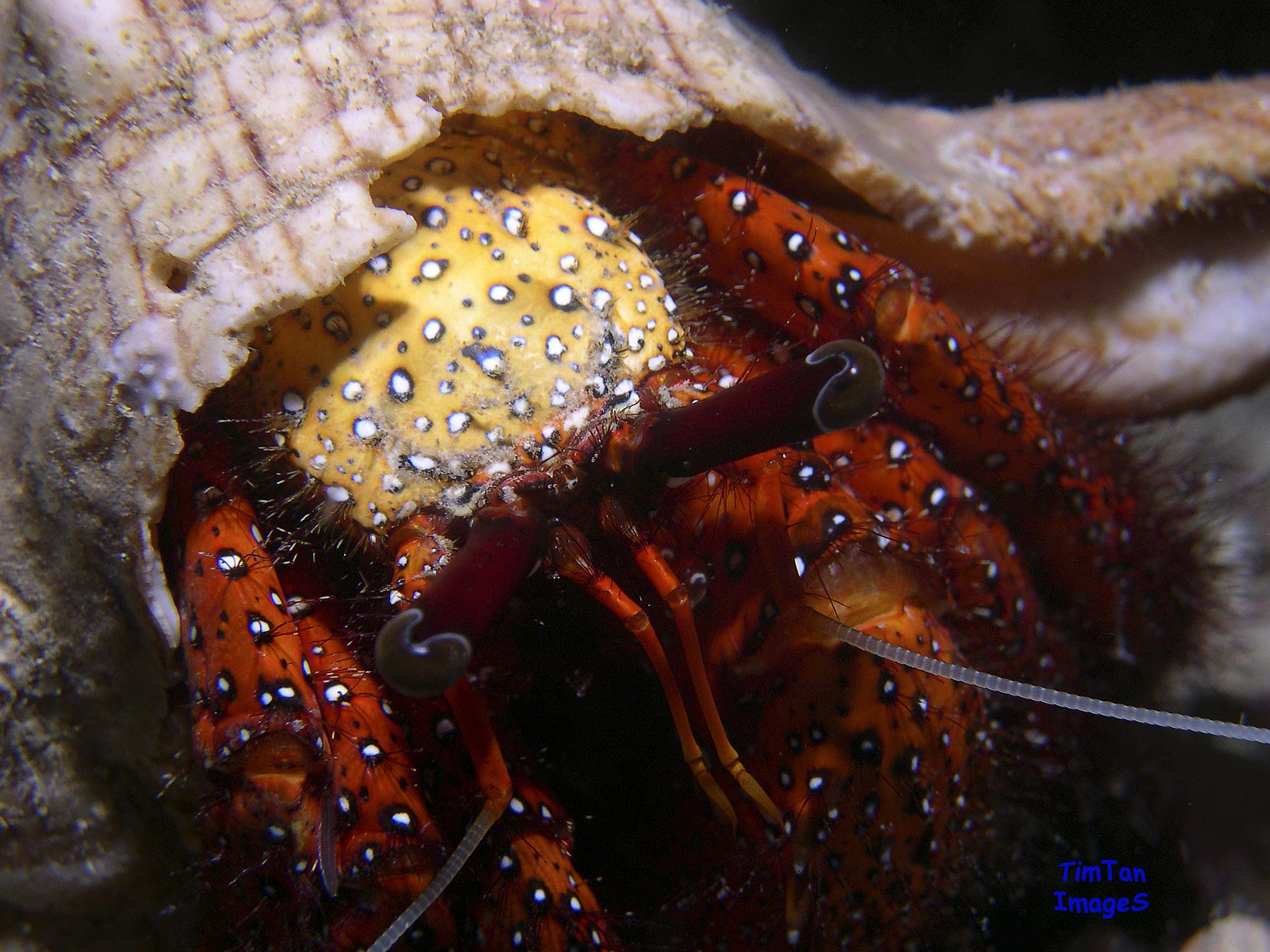 hermit-crab-in-your-face