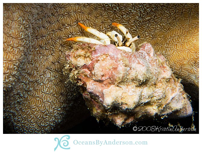 Hermit crab on coral