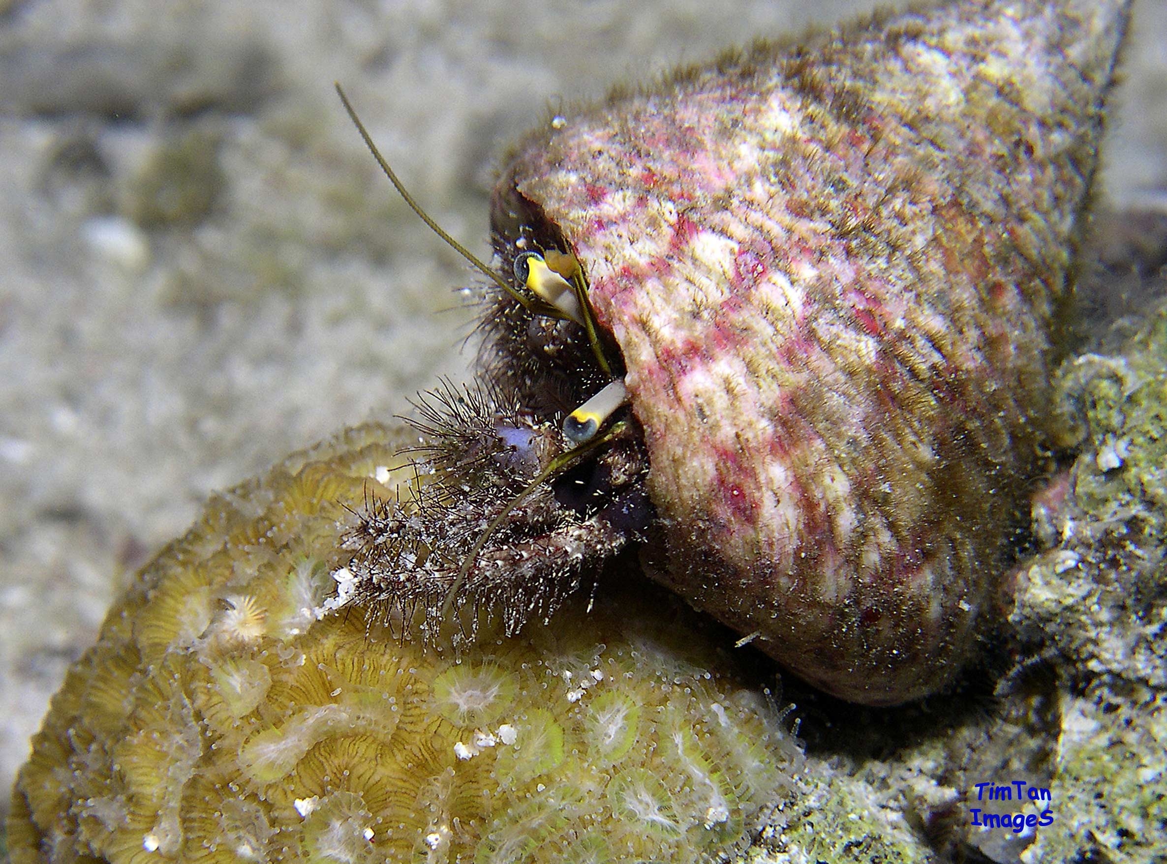 hermit-crab-on-the-move