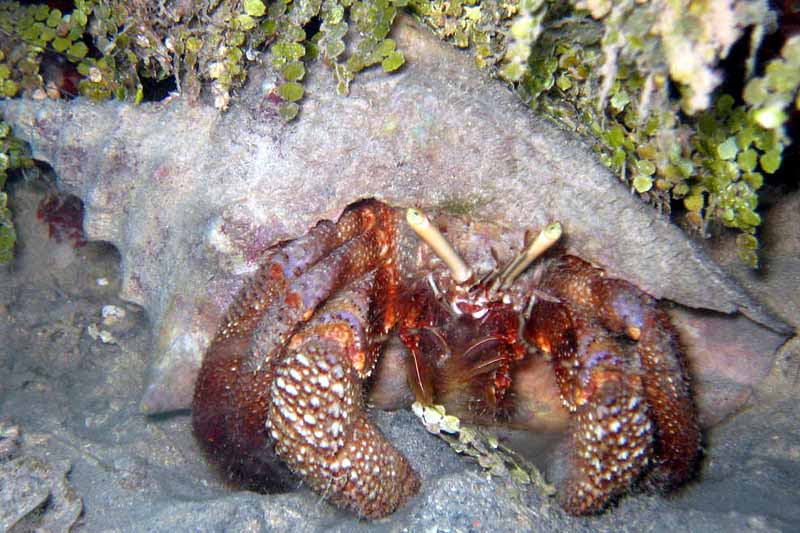 Hermit Crab -- Roatan