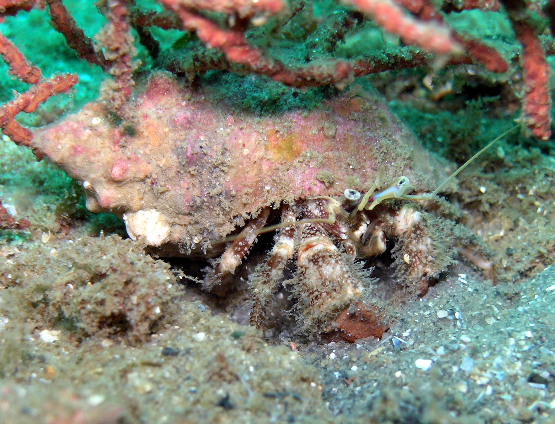 Hermit Crab - Span 12 Panama City