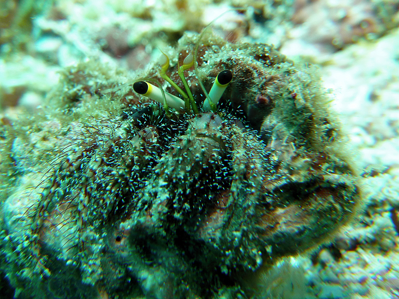 Hermit Crab: Who am I? Please let me know :-)