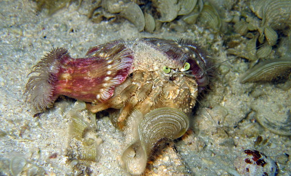 Hermit Crab with Anemone...doesn't he look pissed off!