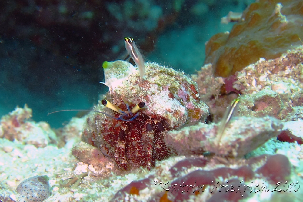 Hermit crab with goby