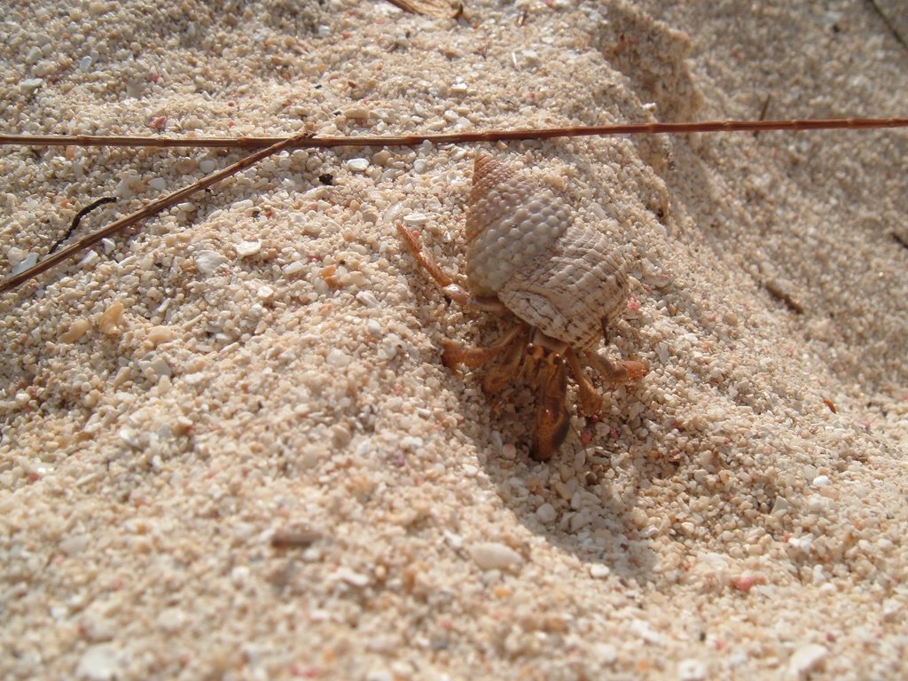 Hermit Crab