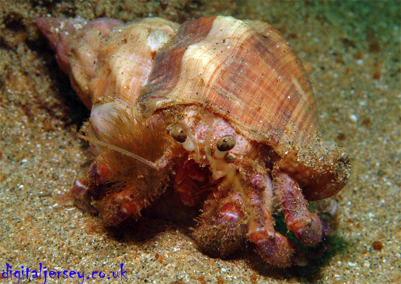 Hermit Crab