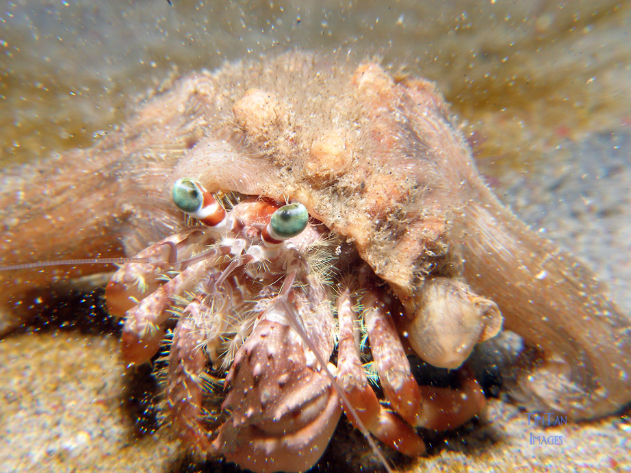 hermit_crab5