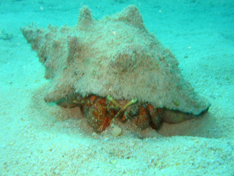 HermitCrab