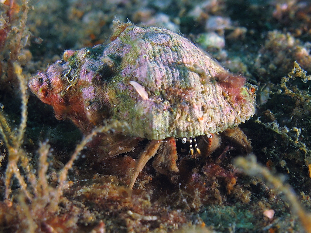 hermitcrab1200