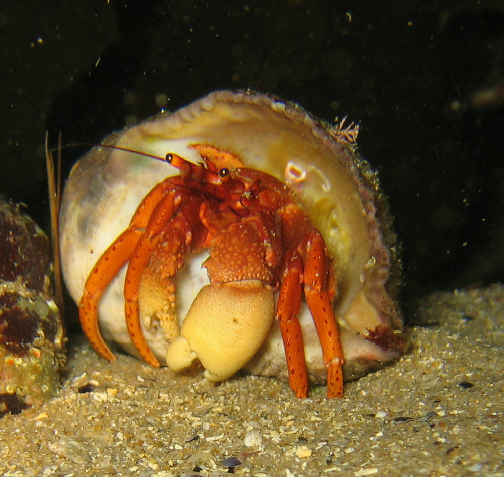 Hermite_crab_4