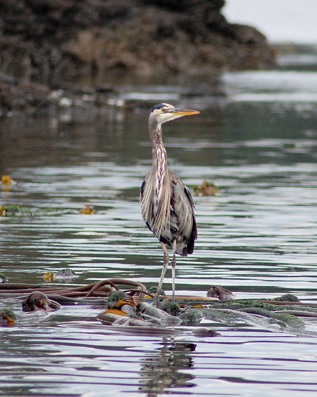 Heron Doing Some Fishing on from a Kelp Bed