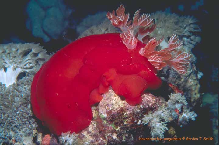 Hexabranchus sanguineus