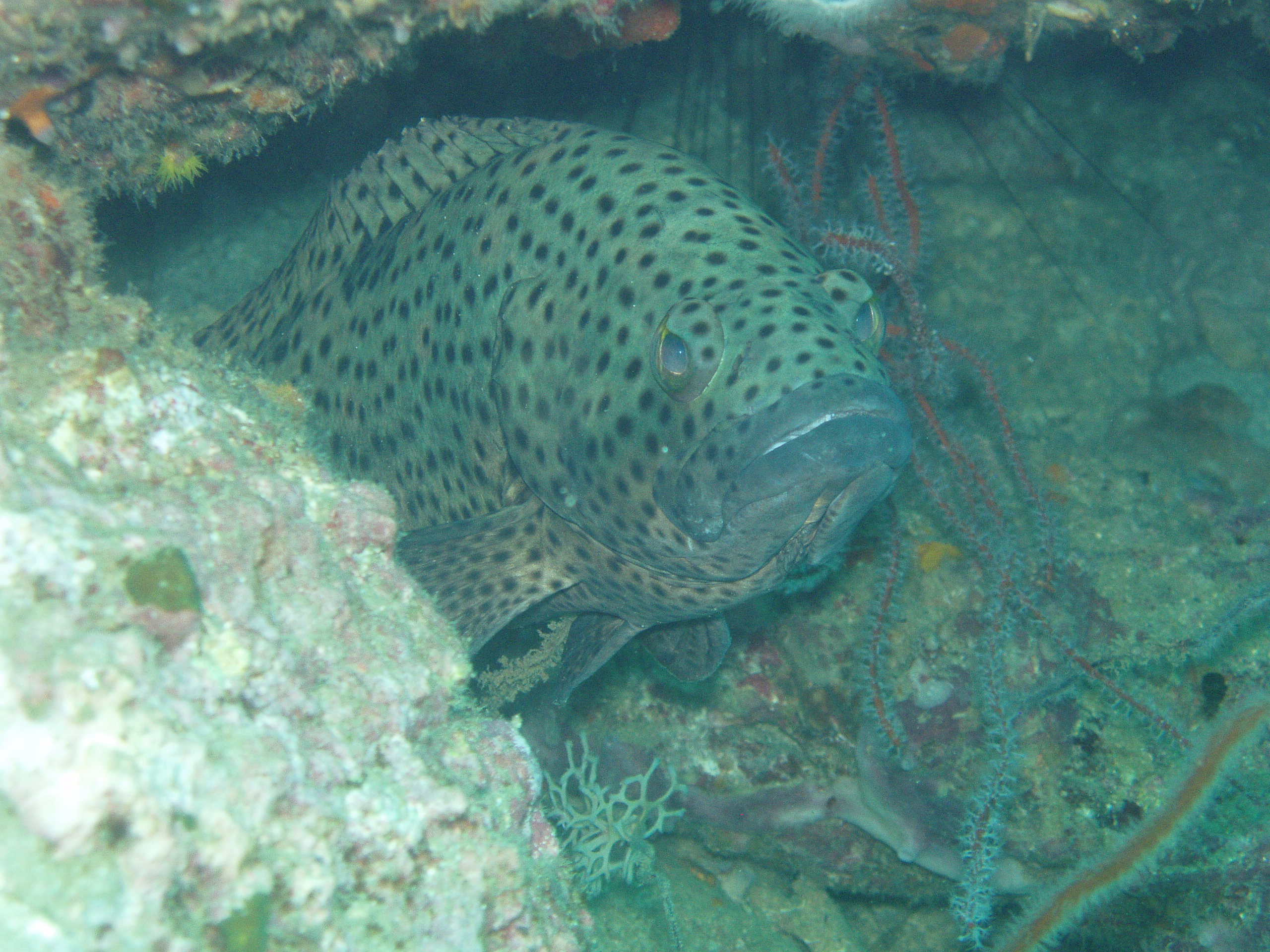 hexagon grouper