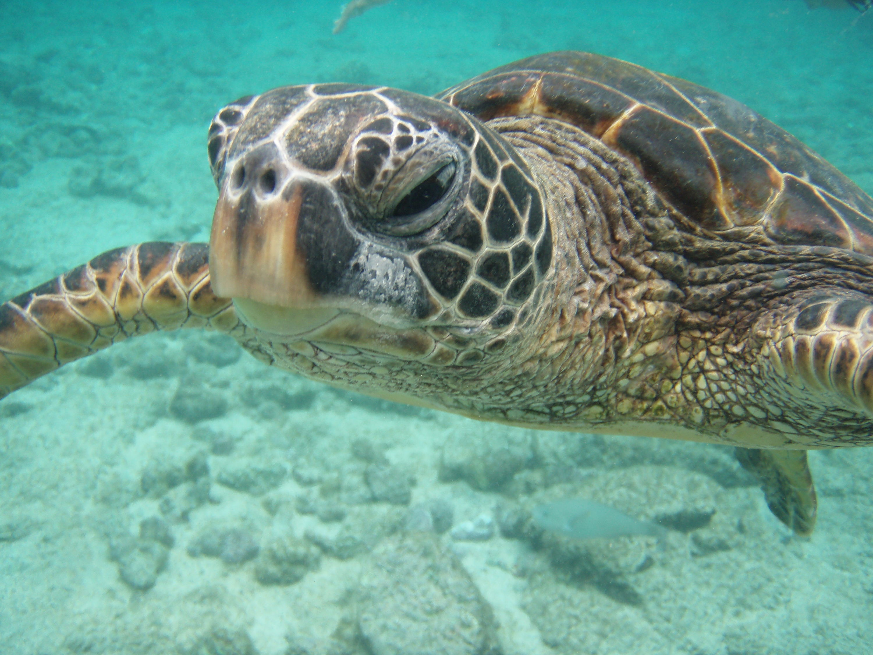 Hi...Up close Green Sea Turtle