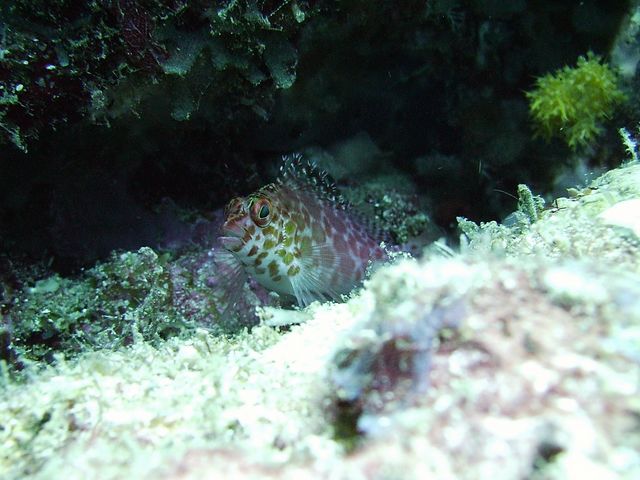 HIdden Hawkfish