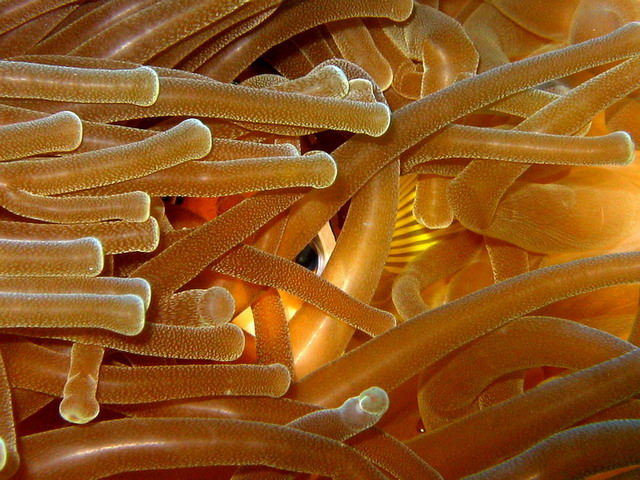 Hiding Anemone Fish