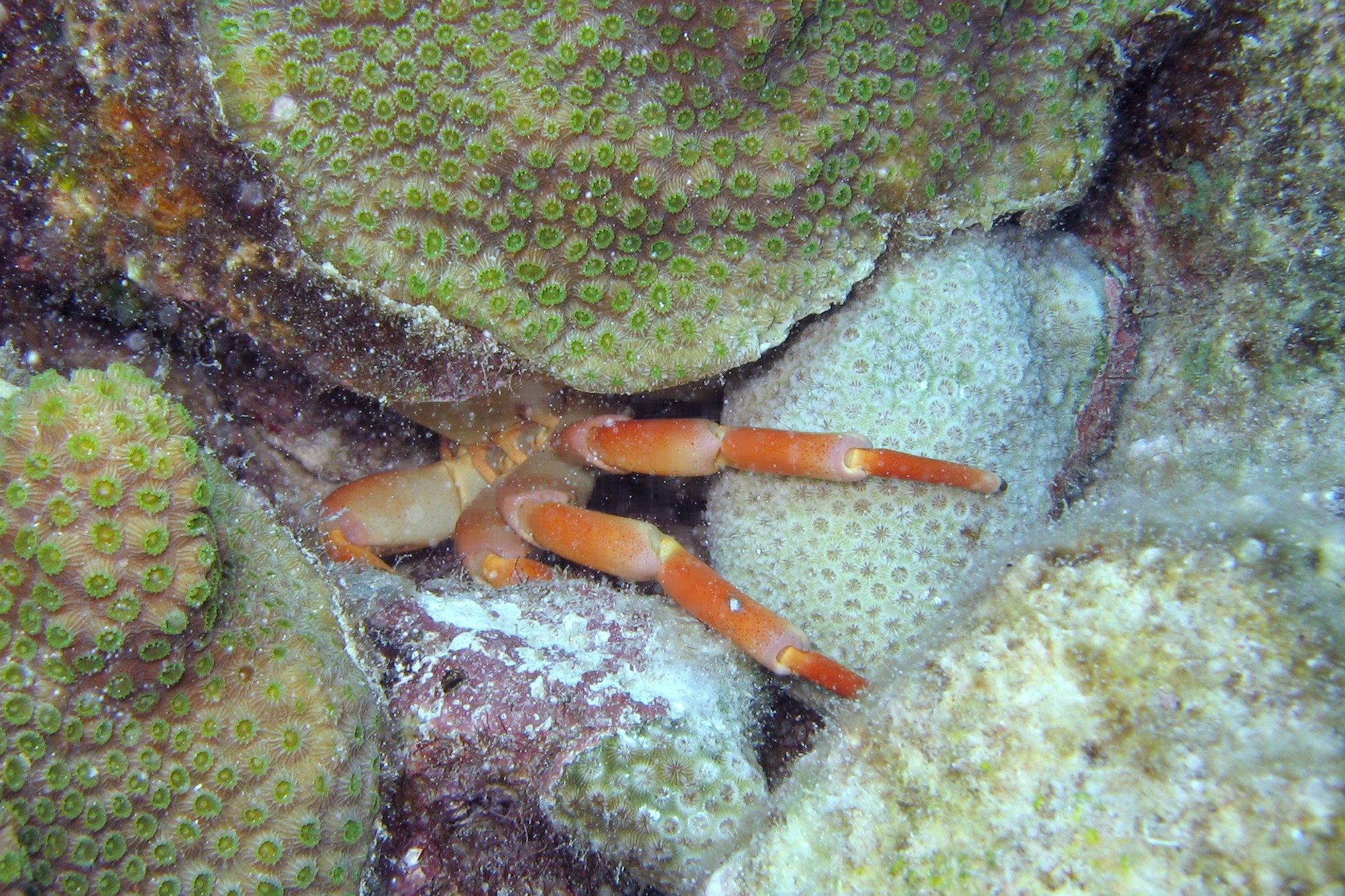 Hiding Crab