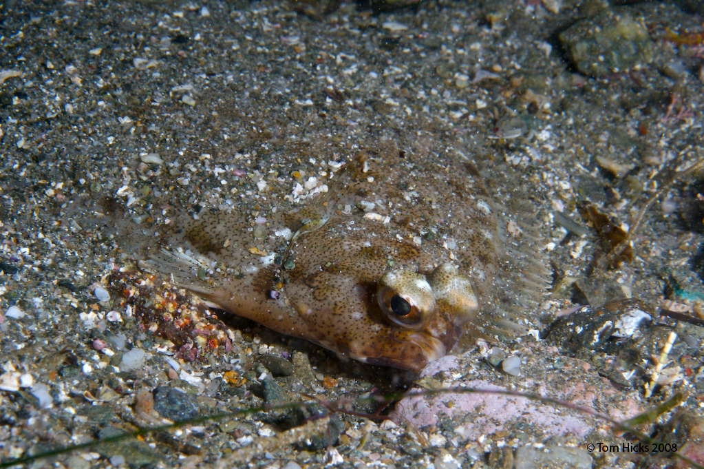 hiding flounder