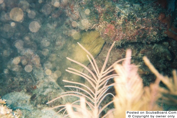 Hiding Green Moray Eel