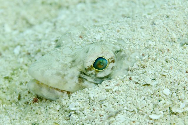 Hiding Lizardfish