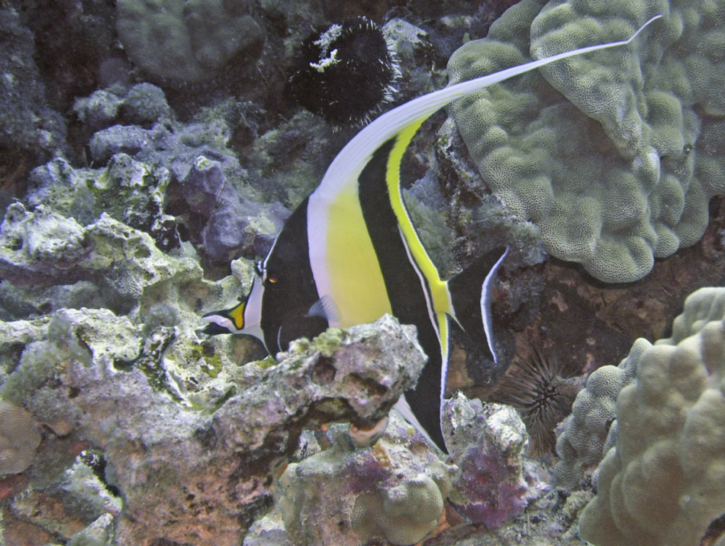 hiding moorish idol