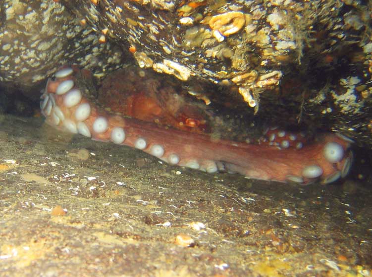 Hiding Octopus