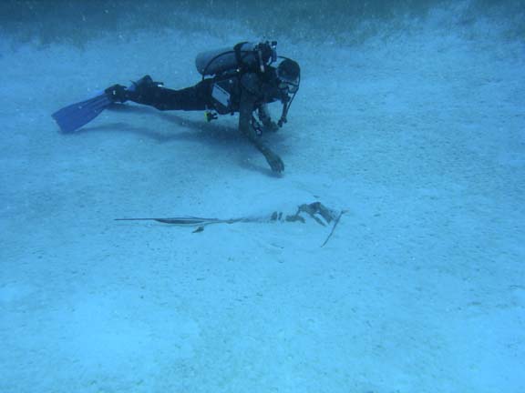 Hiding Stingray