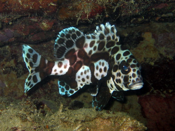 Highfin Grouper