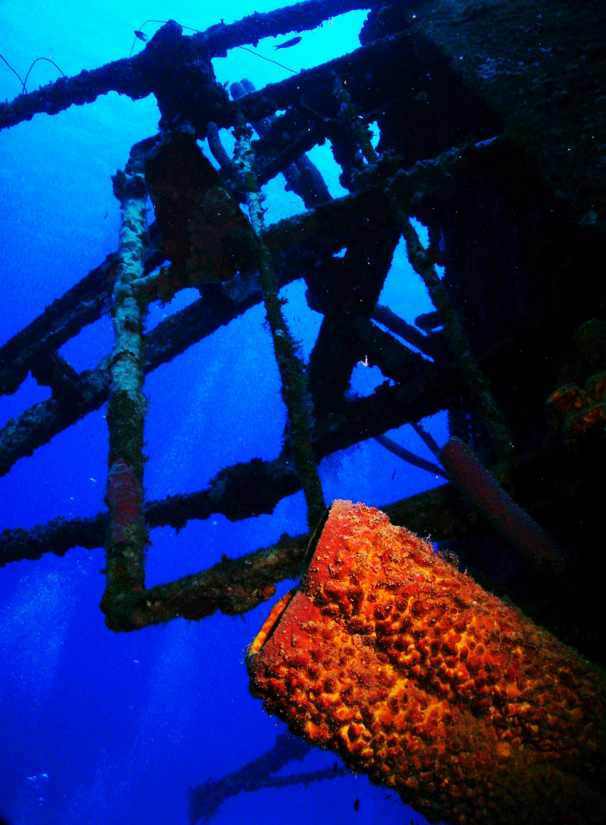 Hilma Hooker wreck coral