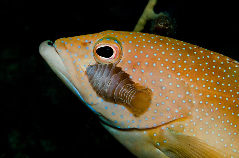 Hind_with_Isopod_-_Web_Size