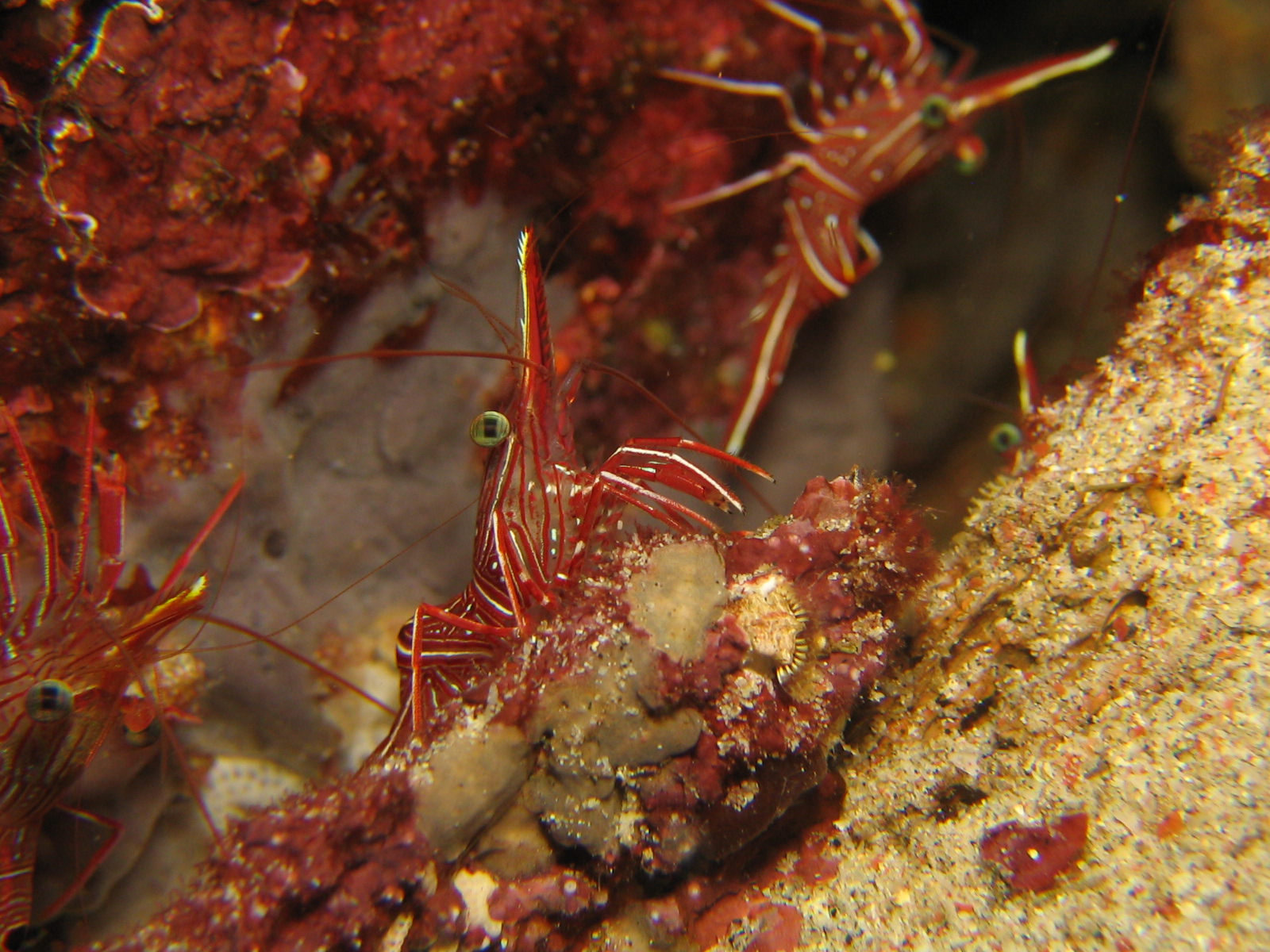 Hingebeak Shrimps inside wreck