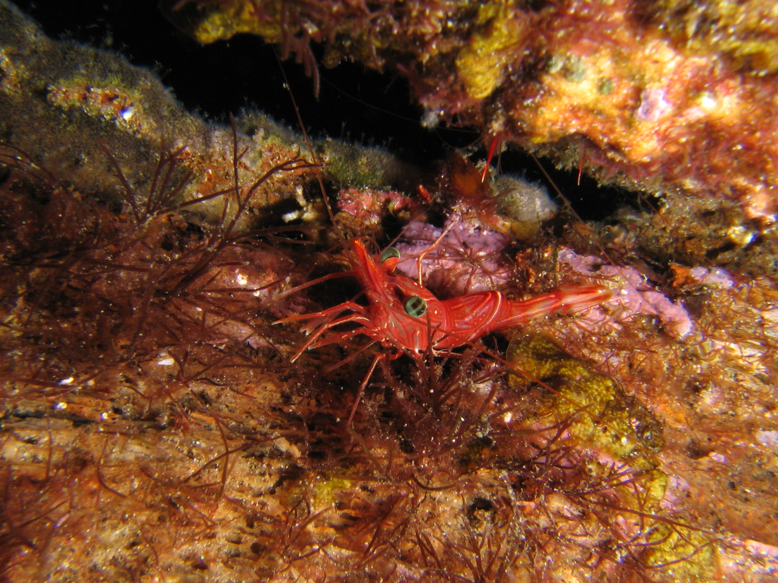 Hingebeak shrimps