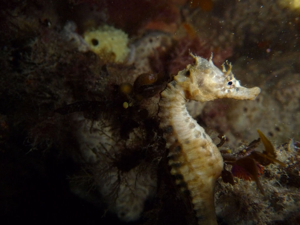 Hippocampus bleekeri (Pot Belly Sea Horse)