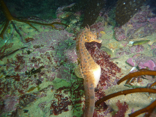 Hippocampus bleekeri (Pot-Belly Seahorse)