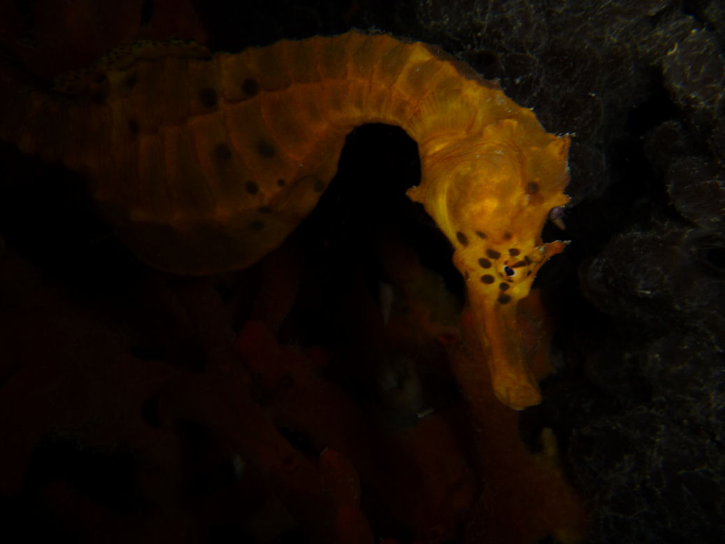 Hippocampus bleekeri (Pot-Belly Seahorse)