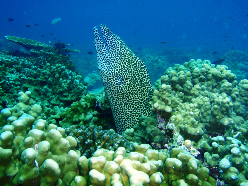 Hnoyecomb Moray